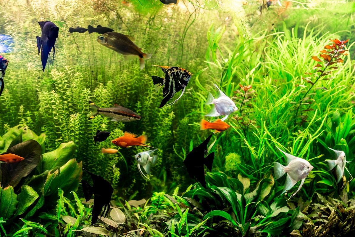 Community Fish Tank RSB Aquatics