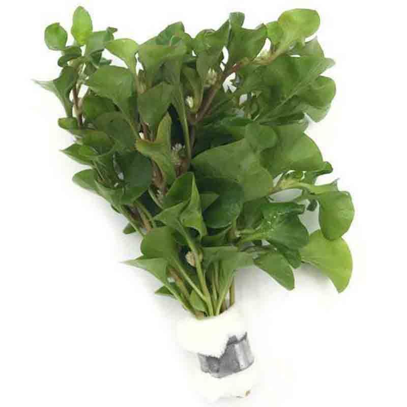 Alternanthera Specie Green