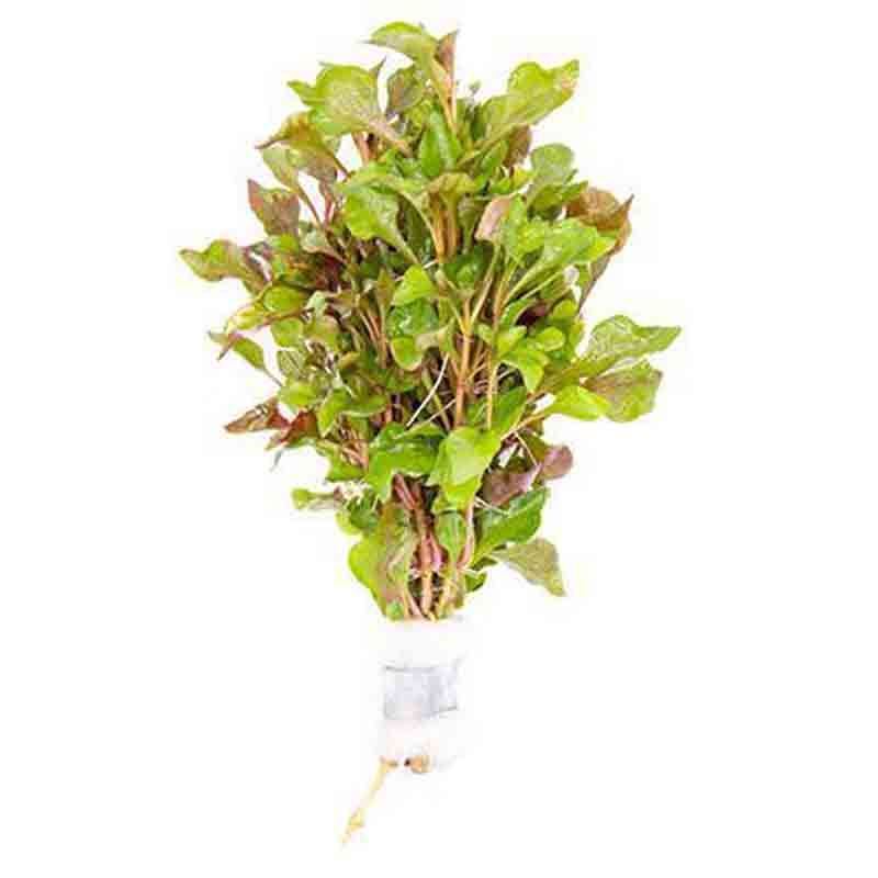 Alternanthera Versicolor