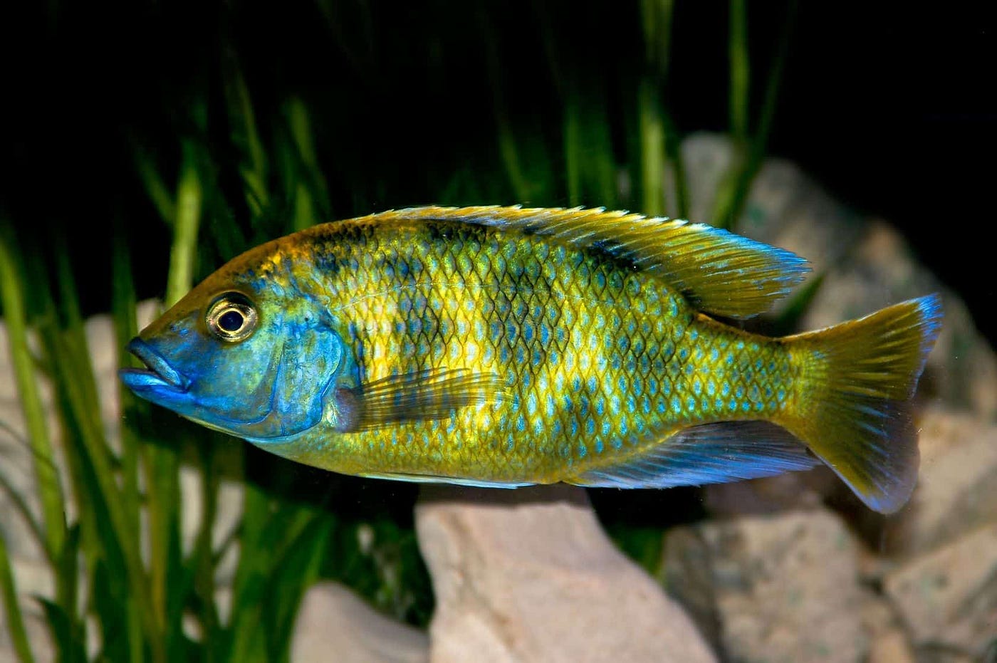 Venustus Cichlid