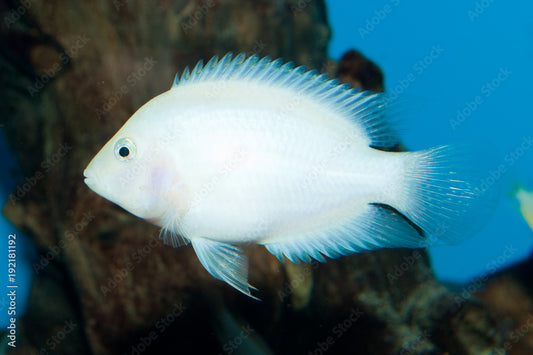 Albino convict