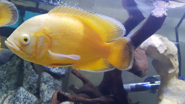 Oscar Fish (large 30 cm+)