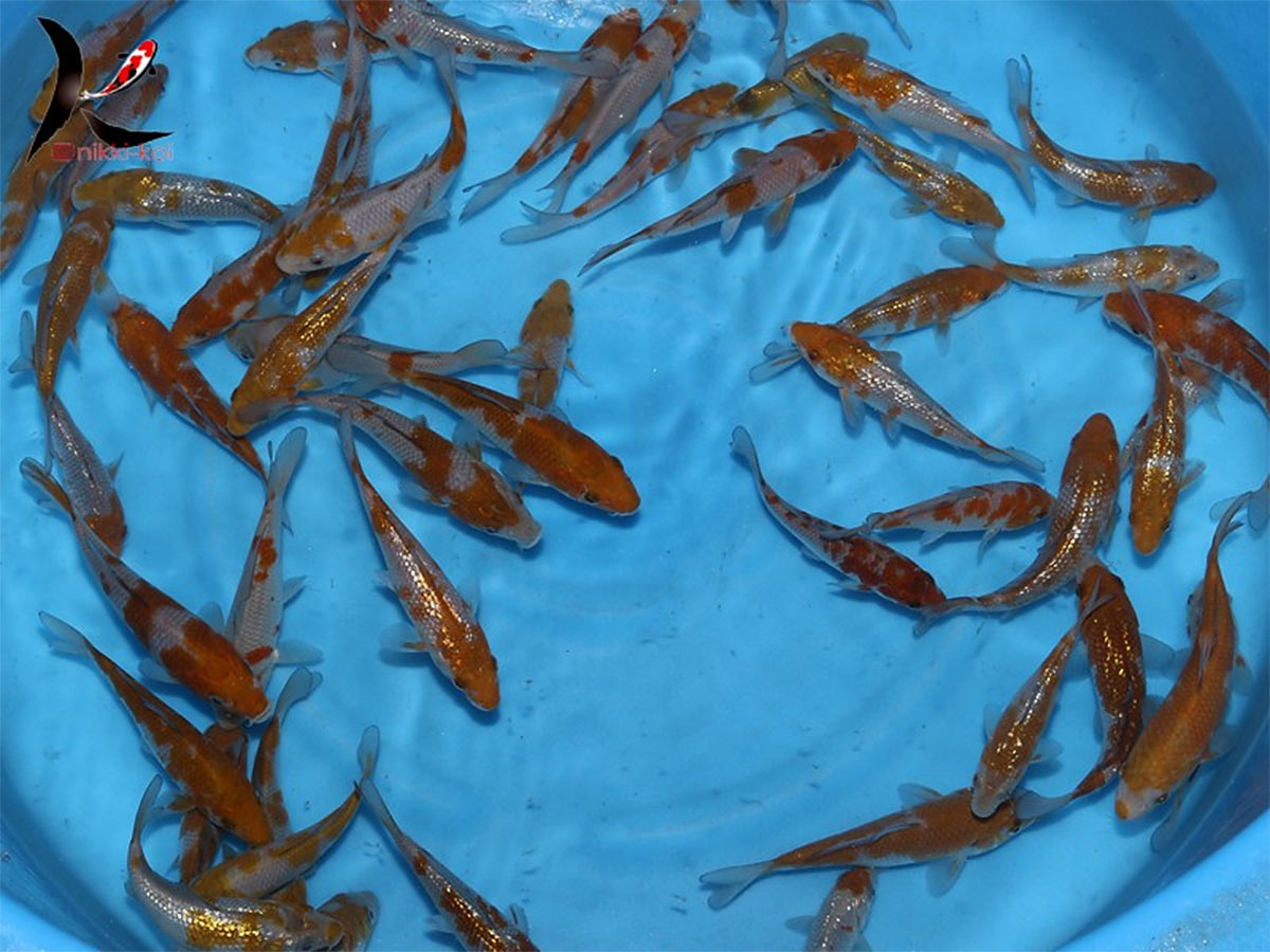 A Grade Koi Show Quality 15 cm