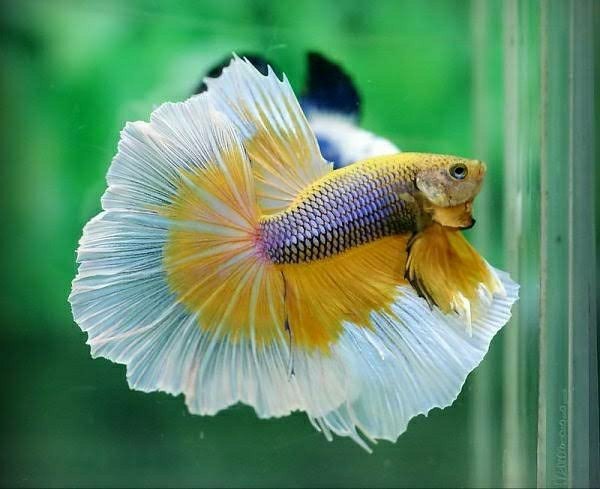 Sieamese fighter (BETTA) TYPES