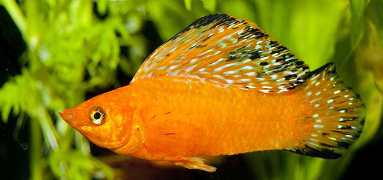 Sailfin Molly (Jumbo)