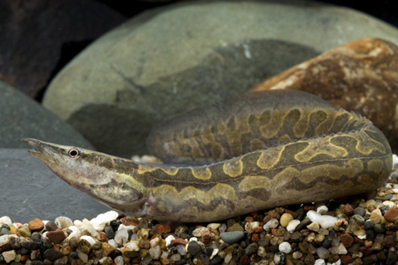 Zebra eel