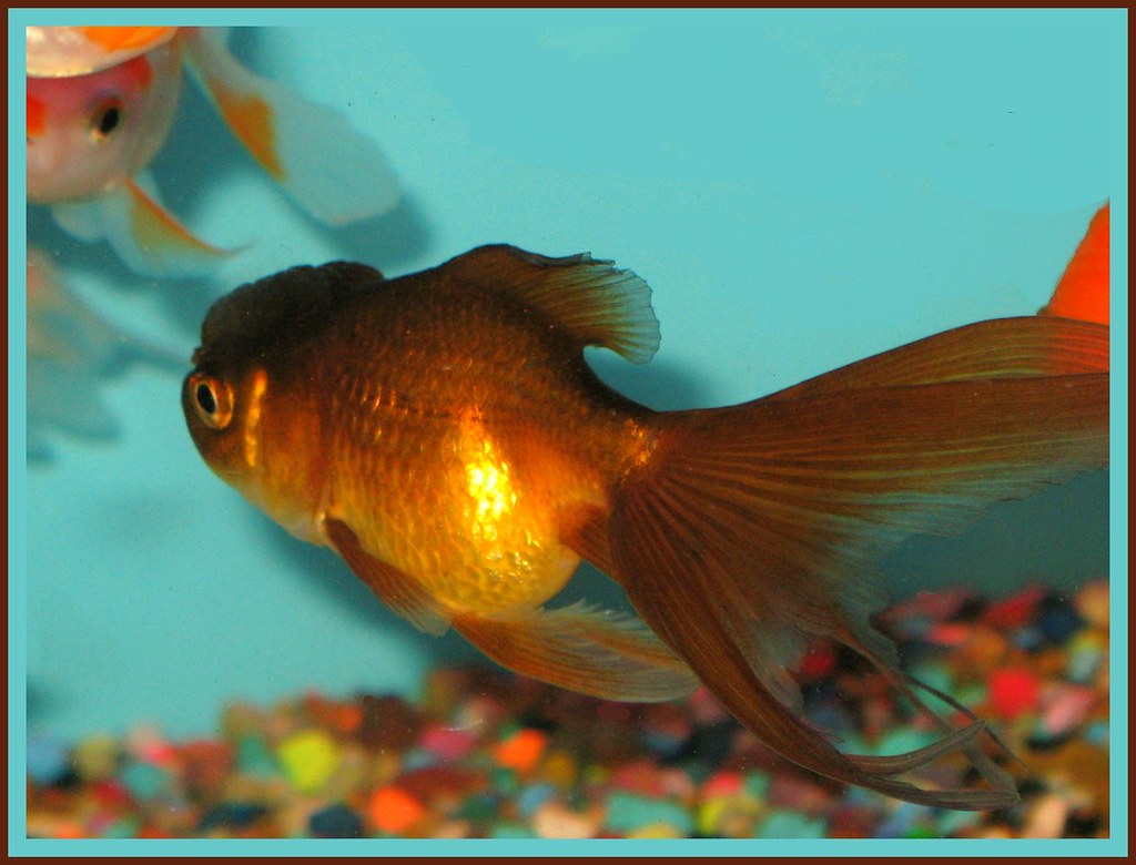 Lionhead Goldfish mix
