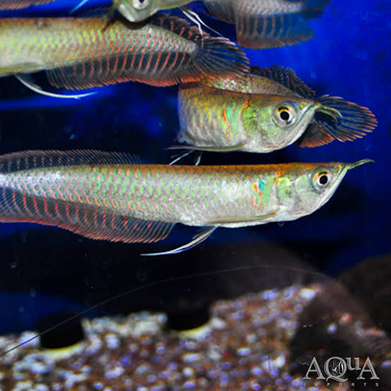 A Grade Silver Arowana
