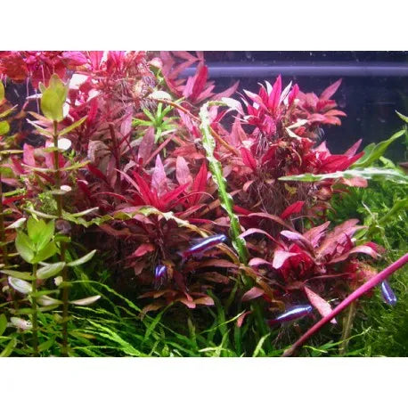 Alternanthera Sessilis