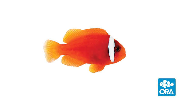 Tomato Clown Fish