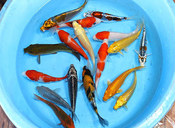 Assorted Koi Fish