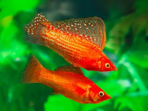 Sailfin Molly (Jumbo)