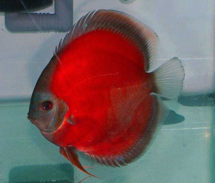 Assorted Discus