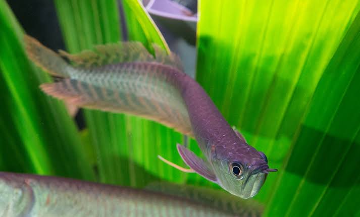 A Grade Silver Arowana