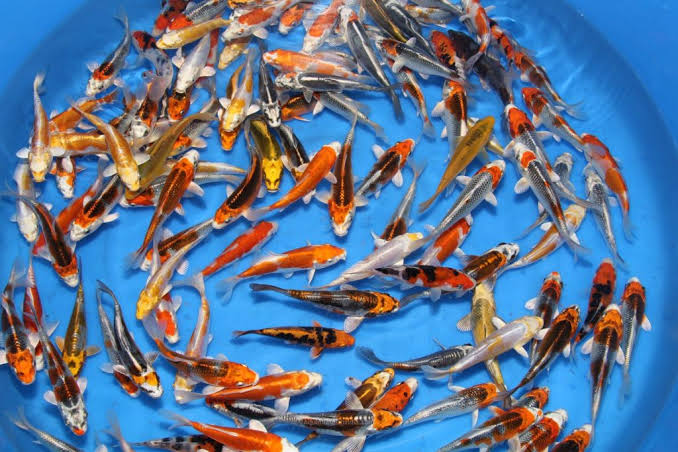 Assorted Koi Fish