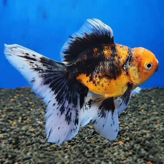 Oranda Calico Goldfish lionhead