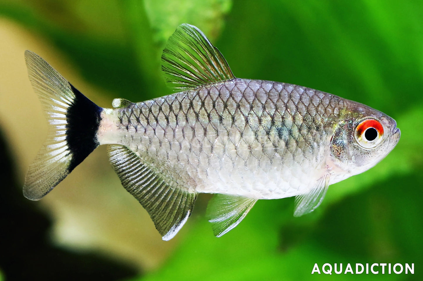 Tetras