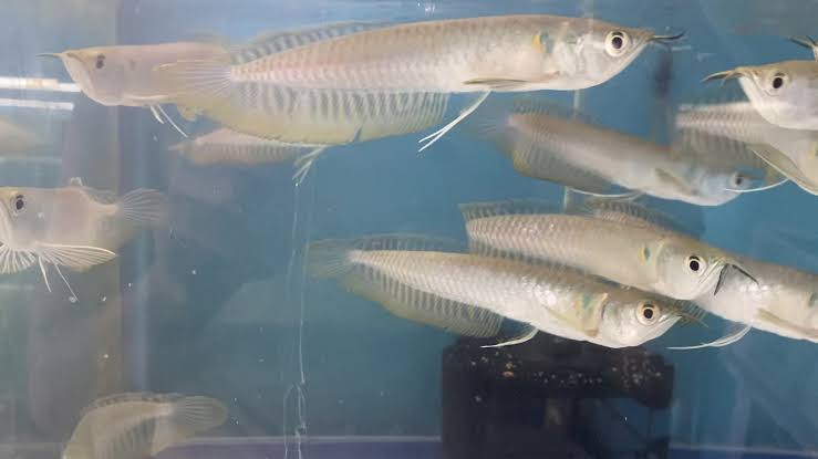 A Grade Silver Arowana