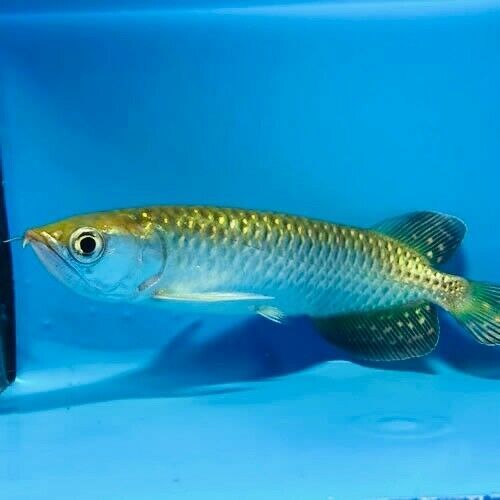 Golden Jardini Arowana