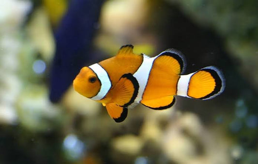 False Percula Clown Fish