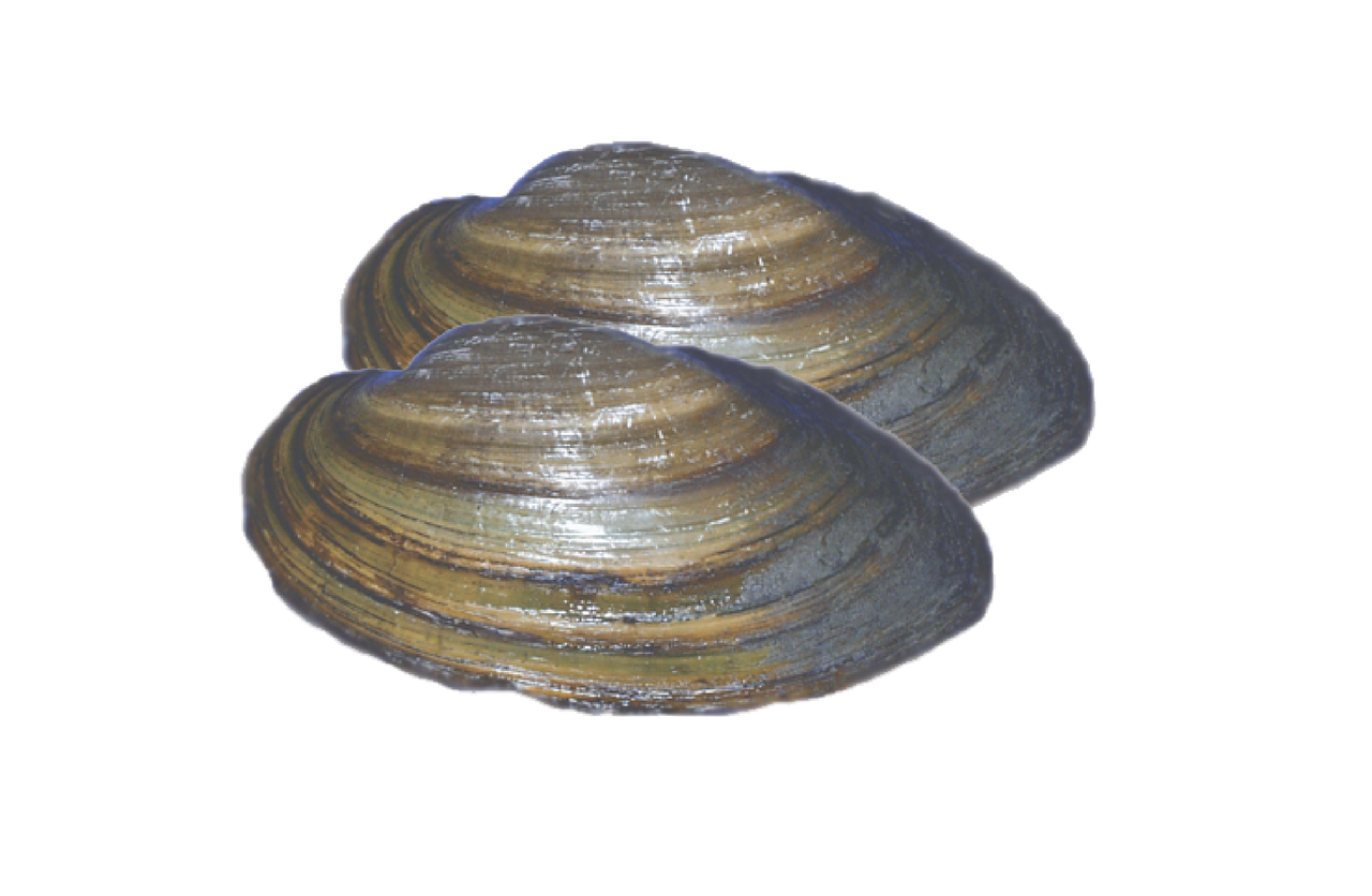 Clams freshwater assorted
