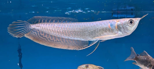 A Grade Silver Arowana