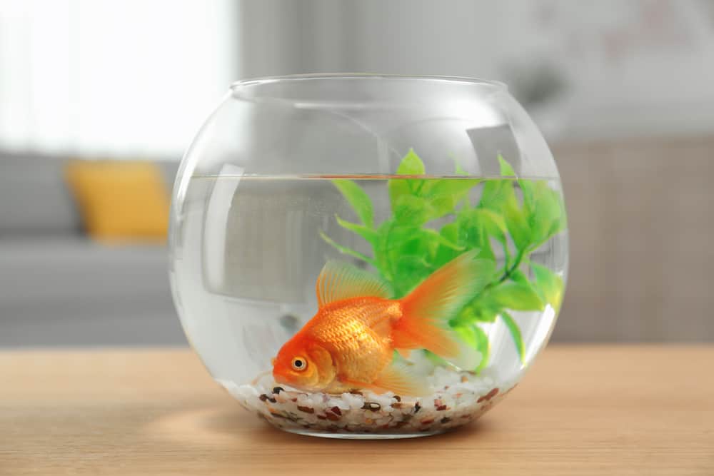 Gold Fish Bowls