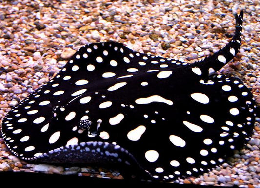 Black diamond Stingray