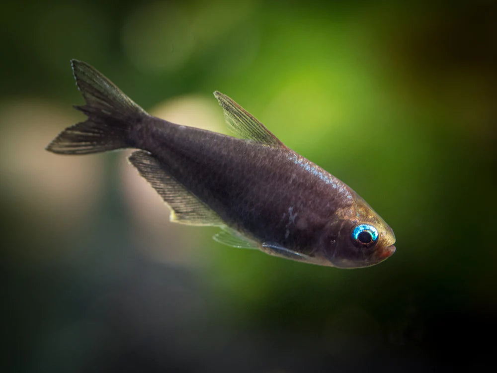Tetras