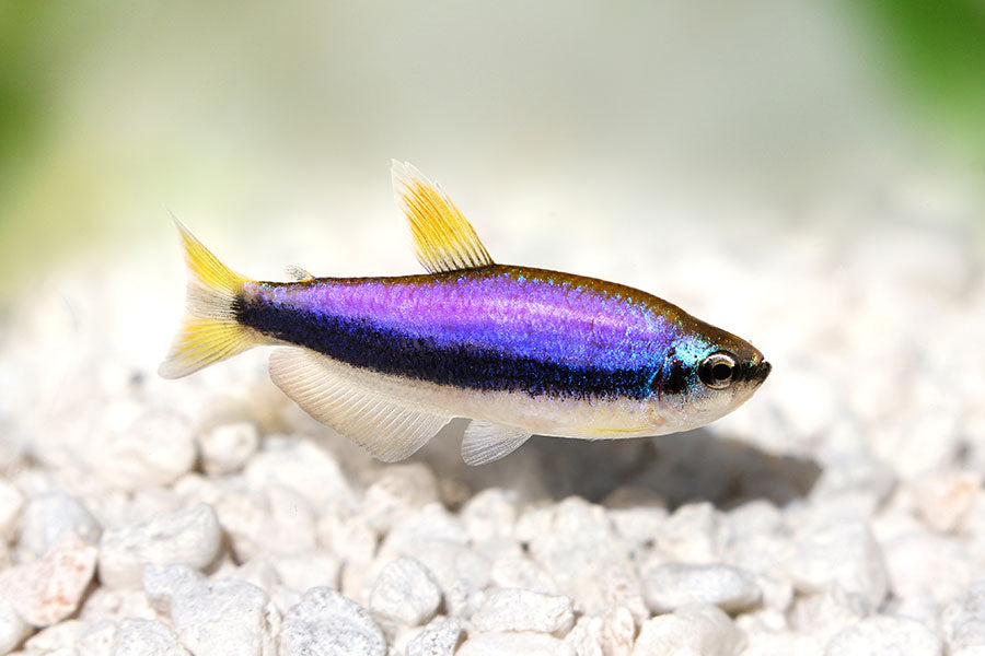 Tetras
