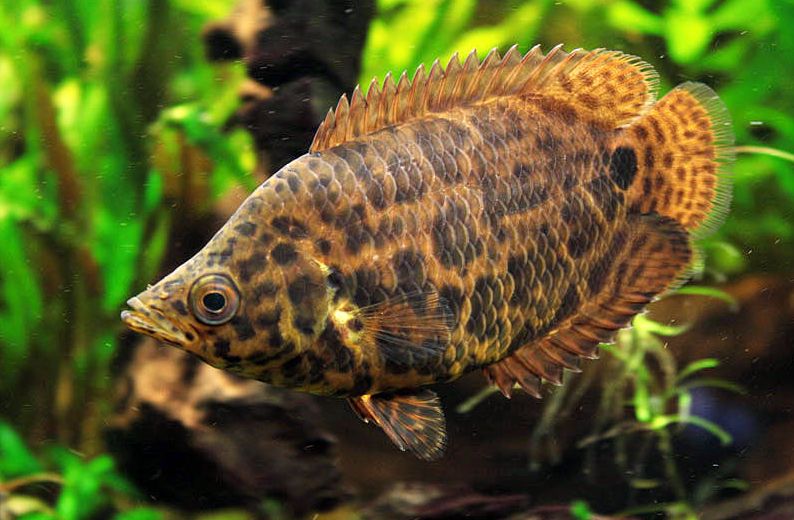 Leopard Bush fish