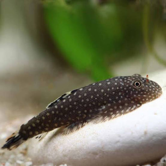 Borneo loach