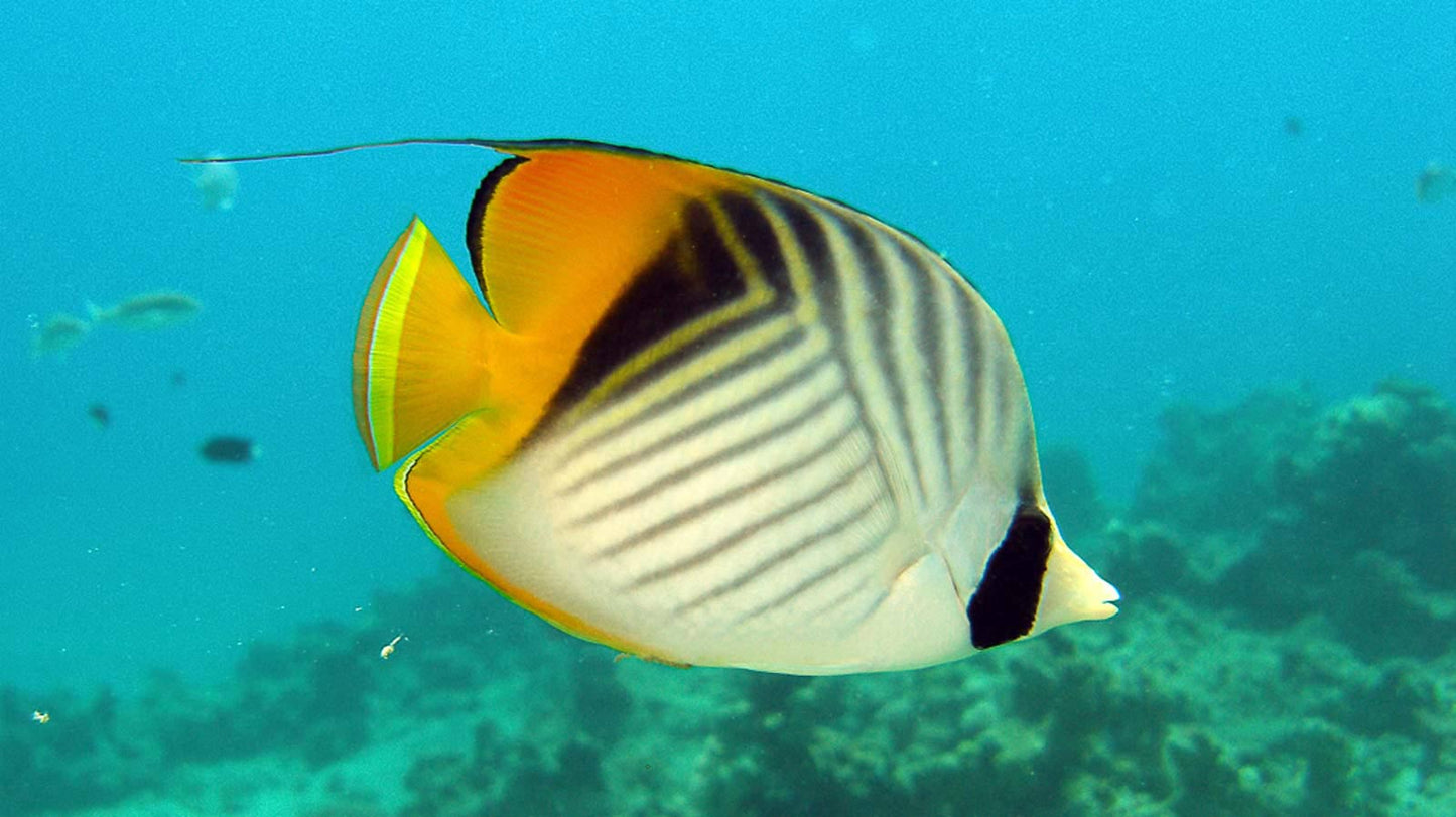Treadfin butterfly
