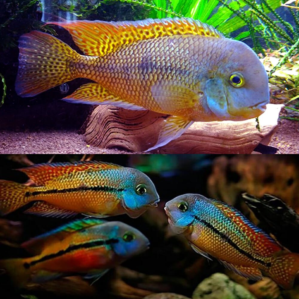 Macaw cichlid