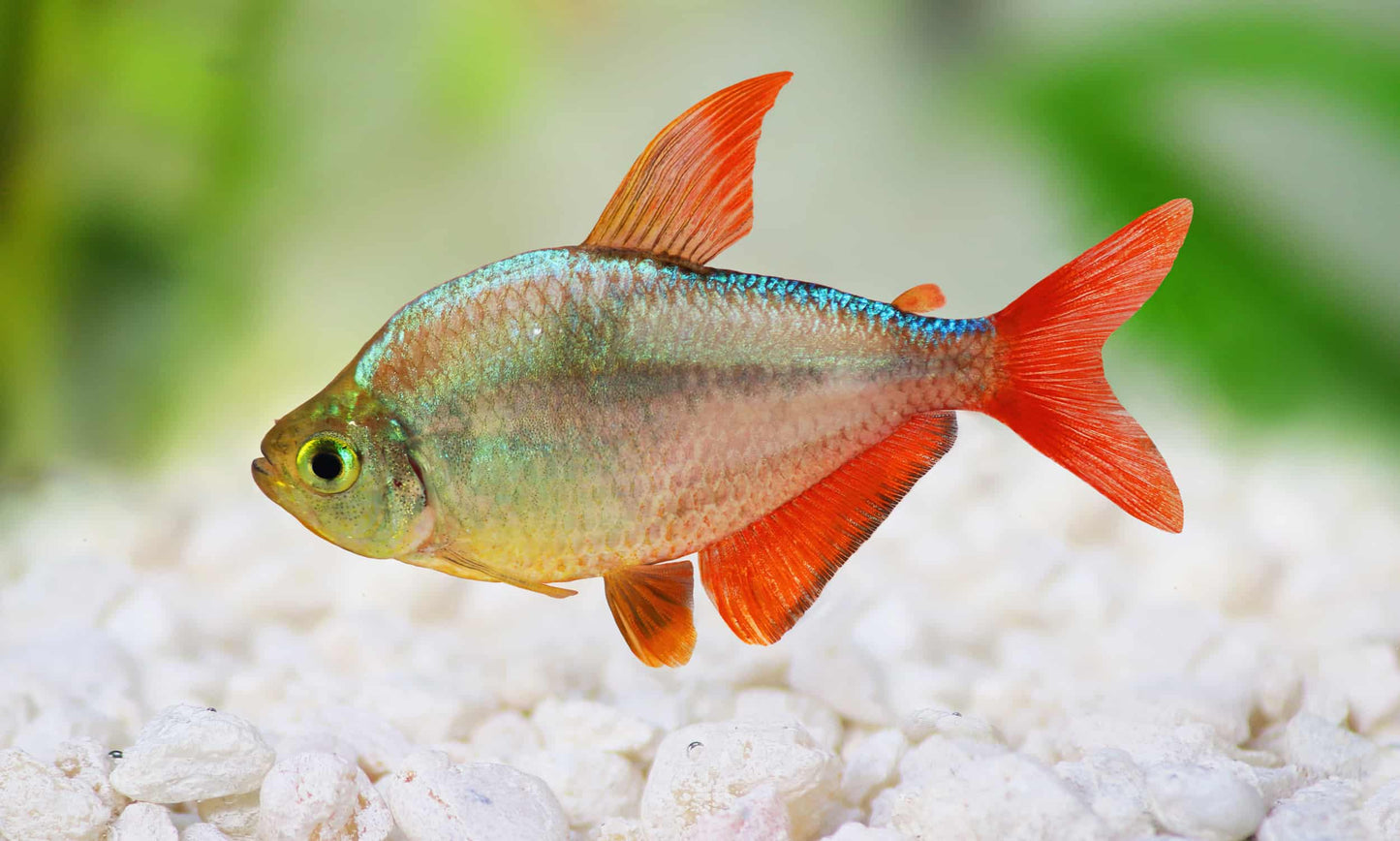 Tetras