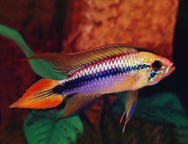 Apistogramma Agazzi