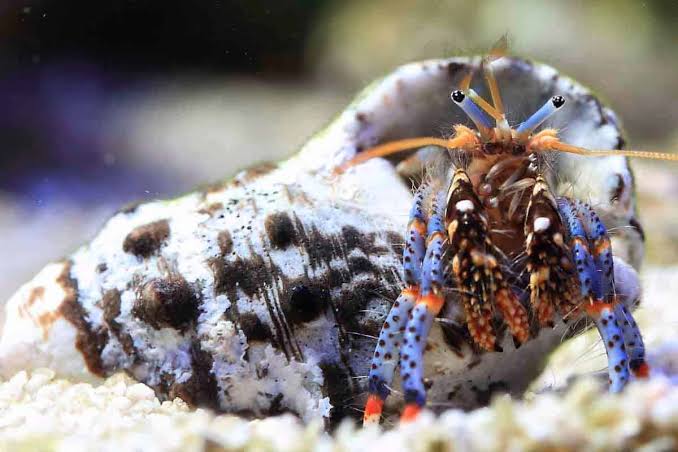 Blue leg hermit crab