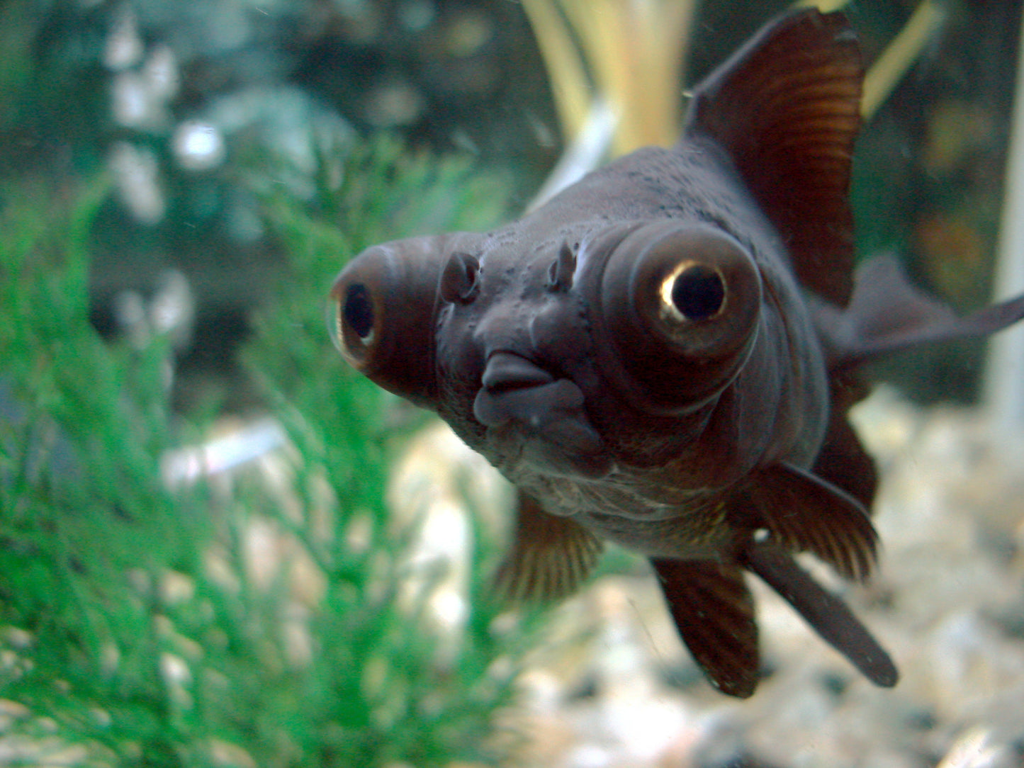 Telescope Goldfish