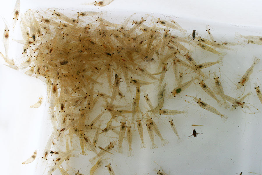 Bag of shrimp