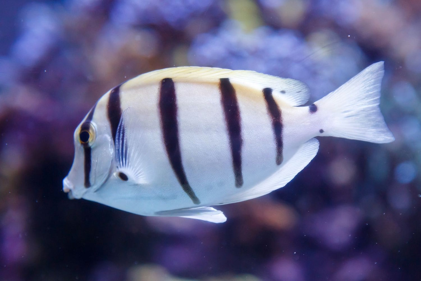 Convict tang