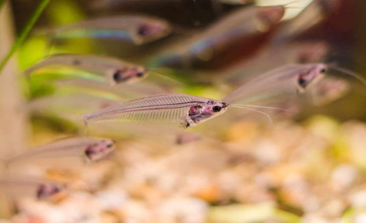 Thai glass catfish