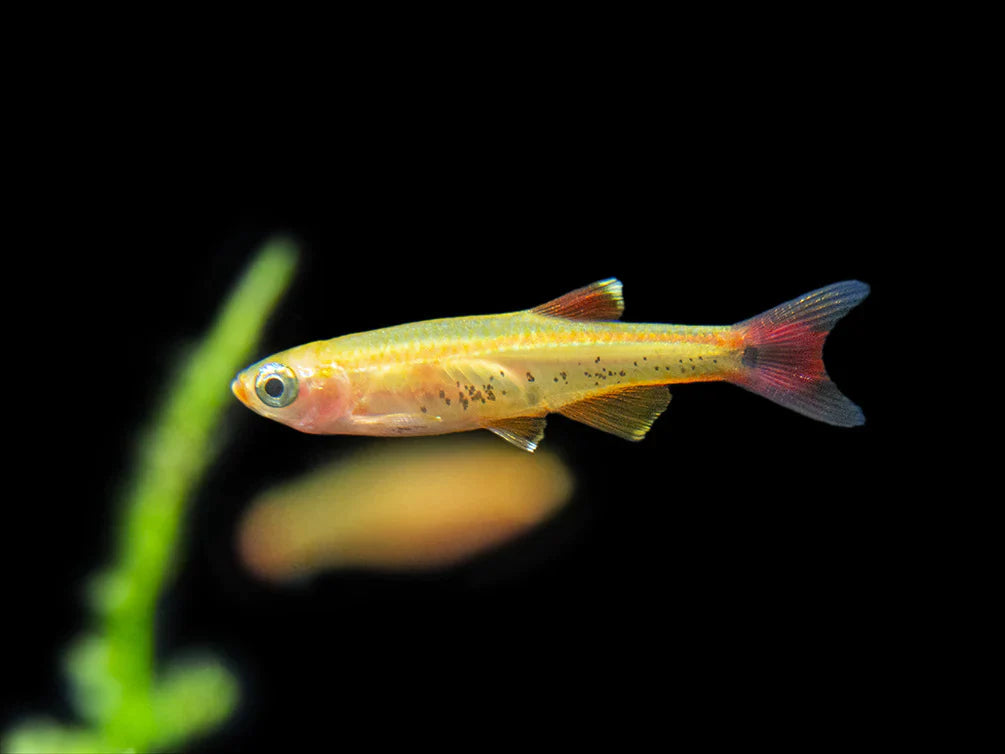 Tetras