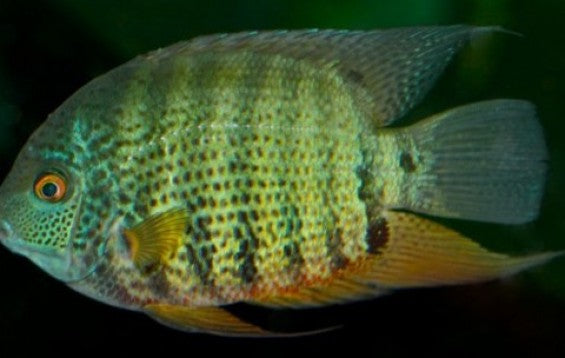Green Severum