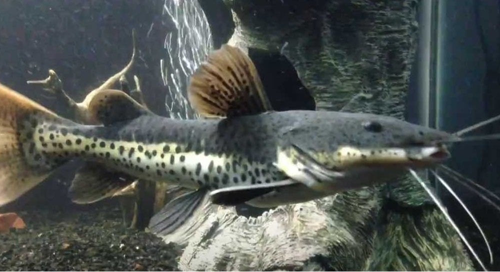 Hybrid Redtail Shovelnose