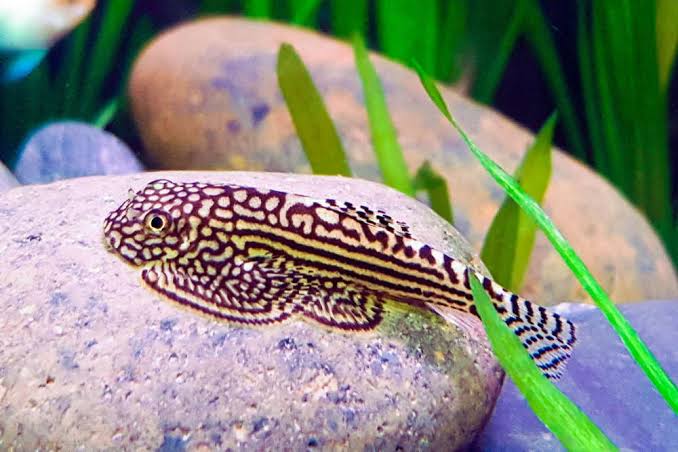 Hillstream loach 5cm