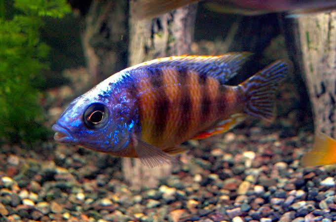 Taiwan Reef cichlid