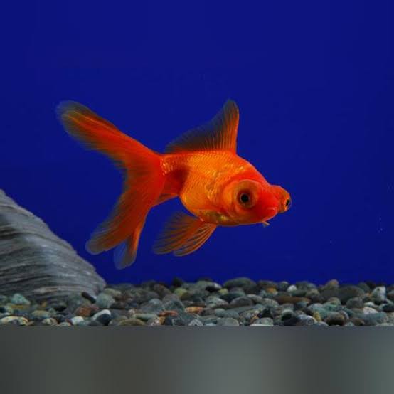 Telescope Goldfish
