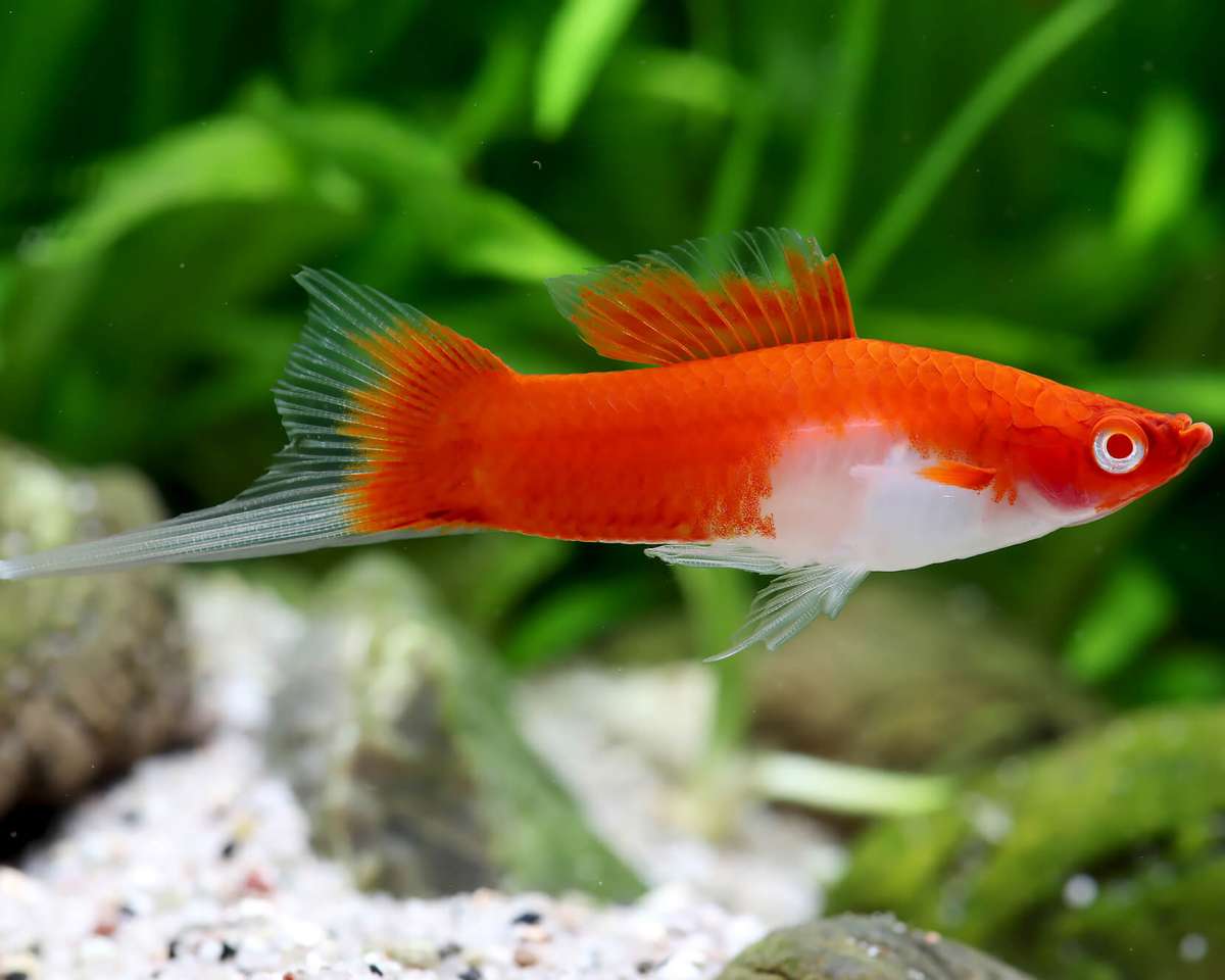 Kuhaku Swordtail