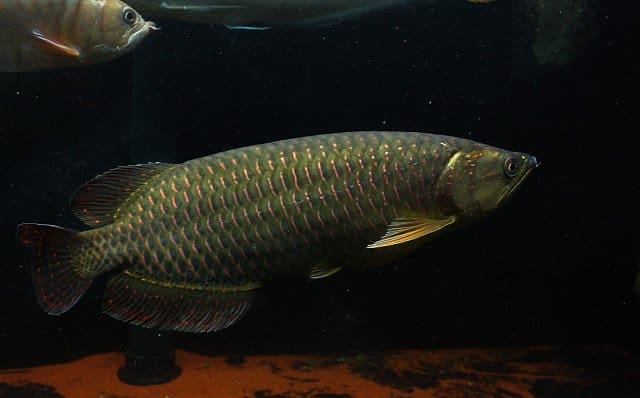 Black Jardini Arowana