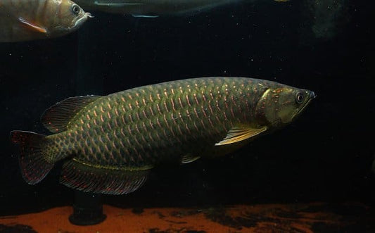 Black Jardini Arowana
